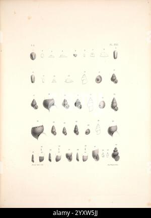 Malacologie de l'Algérie, ou, histoire naturelle des animaux mollusques terrestres et fluviatiles recueillis jusqu'à ce jour dans nos possessions du nord de l'Afrique, Paris, Challamel aîné, 1864, Algeria, mollusques, fossiles de mollusques, Une collection de coquillages marins méticuleusement illustrés, présentés sous forme de grille. L'agencement comprend diverses espèces, chacune étiquetée avec un numéro correspondant à son identificateur. Les coques présentent une gamme de formes et de textures, présentant des motifs complexes, des spirales et des surfaces. Cette représentation détaillée met en évidence la diversité de la morphologie de la coquille, emphas Banque D'Images