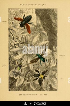 Les, insectes, Paris, J, Rothschild, 1878, classification, entomologie, insectes, laboratoire, manuels, arthropodes, arthropodes, illustration détaillée présentant diverses espèces d'insectes de l'ordre des hyménoptères, sur fond de flore vibrante. La composition présente de multiples insectes, y compris une abeille noire et rouge frappante et une mouche verte métallique, engagés avec des éléments floraux minutieusement détaillés. Les plantes, caractérisées par leurs grands pétales délicats, fournissent un contexte aux insectes, mettant en évidence la relation entre les pollinisateurs et leur environnement. La pièce est accompagnement Banque D'Images