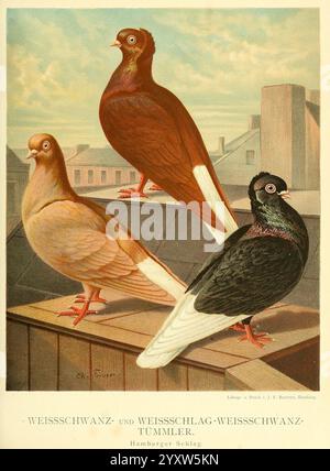 Illustrirtes Mustertauben-Buch, Hamburg, Druck und Verlag von J.F. Richter, [1884-1886]. Pigeons, anatomie, variation, œuvres picturales, Un groupe de trois races distinctes de pigeons se tient bien en évidence sur un toit. Chaque pigeon présente une coloration et des motifs de plumes uniques : l'un est un riche brun rougeâtre, l'autre présente un plumage noir et blanc irisé, et le troisième a un aspect brillant et sombre avec des traits frappants. Les pigeons sont représentés avec la tête légèrement tournée, soulignant leur cou élégant et leurs yeux brillants. L'arrière-plan présente des toits, suggérant un environnement urbain, wh Banque D'Images