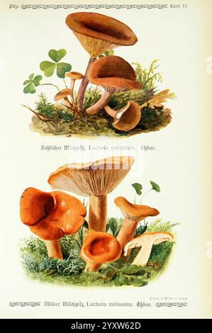 Pilze der Heimat, Leipzig, quelle und Meyer, 1913, Agaricacées, champignons, Allemagne, Mycologie, champignon, champignons, Emil Doerrstling, Lactaria mitissima, Lactarius mitissimus, Milk cap, Lactaria subdulcis, Lactarius subdulcis, l'illustration présente deux espèces distinctes de champignons, chacune représentée avec des détails complexes. La section supérieure présente Lactaria subdulcis, caractérisée par ses couleurs subtiles et ses branchies délicates, entourées de petits trèfles. Les champignons sont rendus avec une attention particulière à la texture et à la forme, mettant en valeur leur habitat naturel. La partie inférieure présente Lactaria Banque D'Images