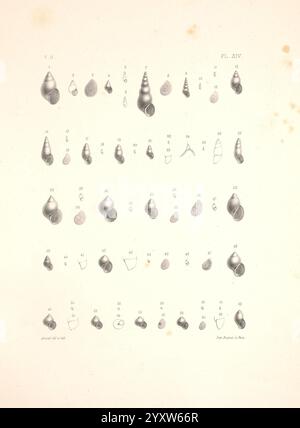 Malacologie de l'Algérie, ou, histoire naturelle des animaux mollusques terrestres et fluviatiles recueillis jusqu'à ce jour dans nos possessions du nord de l'Afrique, Paris, Challamel aîné, 1864, Algeria, mollusques, fossile de mollusques, Une collection d'illustrations détaillées présentant divers spécimens de coquillages. Chaque coquille est numérotée et soigneusement agencée en rangées sur la page, soulignant la diversité des formes et des tailles. Les illustrations soulignent les caractéristiques uniques de chaque spécimen, telles que les surfaces nervurées, les formes spiralées et les contours lisses. La mise en page présente une étude systématique, idéale pour Banque D'Images