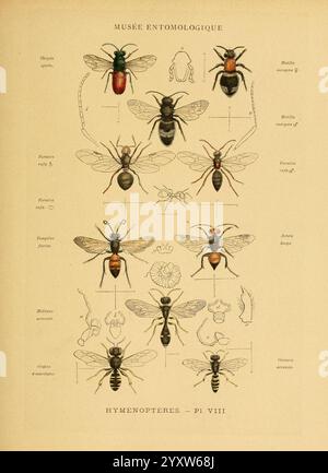 Les, insectes, Paris, J. Rothschild, 1878, classification, entomologie, insectes, laboratoire, manuels, chrysis, ignita, hyménoptère, arthropode, arthropode, une carte entomologique illustrée présentant diverses espèces d'hyménoptères, y compris des représentations détaillées d'abeilles et de guêpes. Chaque spécimen est montré avec des étiquettes scientifiques et des annotations, mettant en évidence des aspects tels que les caractéristiques physiques et les caractéristiques anatomiques. La composition comprend plusieurs vues – profils latéraux, vues de dessus et gros plans de parties spécifiques – mettant en évidence la diversité au sein de l'ordre des hyménoptères. Le graphique sert de référence Banque D'Images