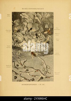 Les insectes Paris J. Rothschild 1878 classification entomologie insectes manuels de laboratoire Arthropoda arthropode, l'illustration présente diverses espèces d'hyménoptères, mettant en évidence les abeilles dans leur environnement naturel. Une description détaillée met en évidence différents aspects de leur biologie et de leur comportement, y compris leurs habitats et leurs interactions avec la flore environnante. Diverses scènes illustrent le cycle de vie des abeilles, y compris les nids et les larves, tandis que les détails complexes soulignent la complexité de leur écosystème. Le feuillage environnant ajoute un contexte riche à l’environnement des abeilles Banque D'Images