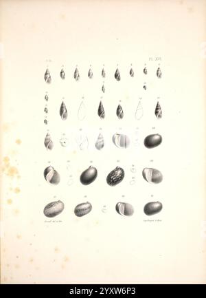 Malacologie de l'Algérie, ou, histoire naturelle des animaux mollusques terrestres et fluviatiles recueillis jusqu'à ce jour dans nos possessions du nord de l'Afrique, Paris, Challamel aîné, 1864, Algeria, mollusques, mollusques, fossile, le visuel présente une collection de divers spécimens de coquilles, méticuleusement disposés en rangées et numérotés pour référence. Chaque coquille présente des formes, des tailles et des textures uniques, mettant en valeur la diversité des milieux marins naturels. La partie supérieure présente des coques allongées avec des sommets pointus, tandis que la partie inférieure contient des formes plus arrondies. La prudence Banque D'Images