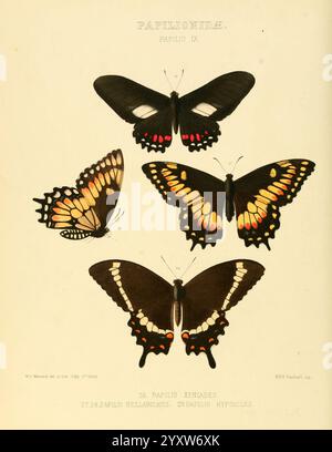 Illustrations de nouvelles espèces de papillons exotiques v.1LondonJohn Van Voorst1856-1876.butterfliesdistributiongéographique lepidopterapictoriellespécialisation arthropode, cette illustration présente une collection de quatre spécimens de papillons distincts, disposés dans un agencement visuellement frappant. Les deux meilleurs papillons présentent des couleurs vives et des motifs complexes sur leurs ailes, soulignant leurs conceptions uniques. Les deux spécimens du bas sont également représentés avec des marques détaillées, soulignant la diversité et la beauté de la nature. Chaque papillon est étiqueté avec son nom scientifique, fournissant Banque D'Images