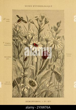 Les insectes Paris J. Rothschild 1878 classification entomologie insectes laboratoires manuels arthropodes, l'illustration met en valeur une scène botanique mettant en vedette diverses espèces de plantes et d'insectes, mettant spécifiquement en évidence l'ordre des hémiptères. Des fleurs délicates, caractérisées par leurs pétales complexes et leur feuillage, ainsi que des représentations détaillées d'insectes, y compris des coléoptères et des pucerons, qui coexistent au sein de cet écosystème, sont bien en évidence. Le texte qui l'entoure fait référence au ''Musée entomologique', indiquant son contexte éducatif. L'arrangement capture l'interconnexion de Banque D'Images