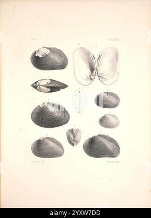 Malacologie de l'Algérie, ou, histoire naturelle des animaux mollusques terrestres et fluviatiles recueillis jusqu'à ce jour dans nos possessions du nord de l'Afrique, Paris, Challamel aîné, 1864. Algérie, mollusques, mollusques fossiles, l'illustration présente une série de représentations détaillées de divers mollusques, en se concentrant spécifiquement sur différents types de bivalves. Chaque spécimen est méticuleusement étiqueté, mettant en valeur leurs formes et structures uniques. L'arrangement comprend des vues ouvertes et fermées, mettant en évidence leurs coques distinctes et leurs fonctions internes. Le dessin souligne la diversité Banque D'Images