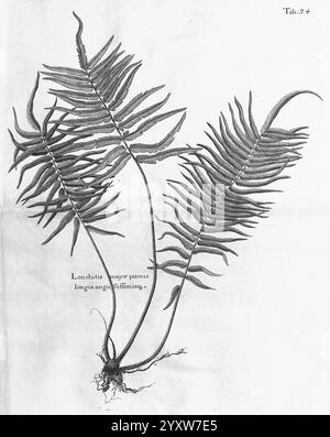 Un voyage vers les îles Madera, Barbade, Nieves, S. Christophers et Jamaïque, Londres, imprimé par B.M. pour l'auteur 1707-1725, Angleterre, plantes, histoire naturelle, Jamaïque, botanique, gravures, 1707, Description et voyage, œuvres pré-linnéennes, cette illustration botanique présente un rendu détaillé du Loncitis Major, mettant en valeur ses frondes allongées aux bords nettement dentelés. La composition met en évidence la venation complexe et la texture de chaque feuille, soulignant la forme gracieuse de la plante. La représentation inclut les racines, offrant un aperçu de l'anatomie de la plante et de la structure de support. A Banque D'Images