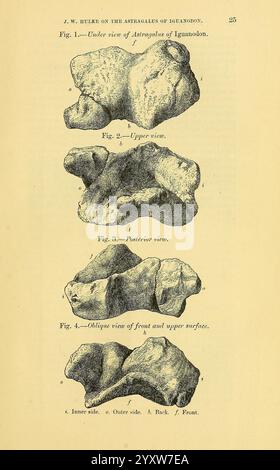 The Quarterly Journal of the Geological Society of London, v. 30 (1874), London, Geology, Periodicals, une illustration montrant diverses vues de l'os de l'astragale du dinosaure connu sous le nom d'Iguanodon. Les chiffres détaillés montrent Banque D'Images