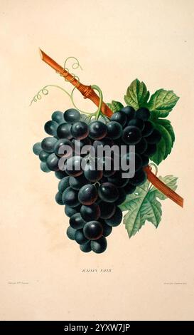 Études de fleurs et de fruits, Paris, chez Bance aîné, Md. d'Étampes, [1820?]., une illustration richement détaillée d'une grappe de raisins violets foncés, mettant en valeur le fruit dodu et arrondi suspendu à une vigne mince. Chaque raisin est représenté avec une finition brillante, soulignant son éclat naturel et ses variations subtiles de ton. Les feuilles sont représentées dans un vert vif, avec des veines et des textures complexes, tandis qu'une vrille de curling s'enroule autour de la tige, ajoutant une touche d'élégance à la composition. Le bas de l'illustration est étiqueté ''Cabernet Noir', indiquant la variété de raisins, qui sont souvent Banque D'Images