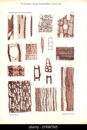 Abhandlungen zur geologischen Specialkarte von Preussen und den Thüringischen Staaten, Berlin, Neumann'schen Kartenhandlung, 1872-, géologie, Allemagne, périodiques, Prusse, Thuringe, microscopie, cette collection présente une série d'illustrations complexes représentant divers types de structure en bois et de motifs cellulaires, mettant en valeur l'anatomie détaillée du bois fossilisé. Chaque section étiquetée met en évidence des caractéristiques uniques telles que les anneaux de croissance, les dispositions des vaisseaux et les configurations cellulaires. Les images fournissent une exploration scientifique des caractéristiques microscopiques du bois, offrant des idées i Banque D'Images