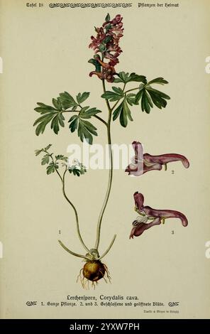 Pflanzen der Heimat Leipzig, quelle und Meyer, 1913, Allemagne, œuvres picturales, plantes, jardin botanique de New York, Corydalis cava, cette illustration présente Corydalis cava, également connu sous le nom de racine creuse. La plante est représentée avec sa tige feuillue distinctive, mettant en valeur ses feuilles divisées. Une racine bulbeuse proéminente est illustrée sous terre, indiquant son habitude de croissance. En outre, l'œuvre met en évidence les détails des fleurs de la plante, montrant différents stades de floraison. Les étiquettes fournissent des références numériques pour la plante principale, ses racines et les fleurs, soulignant la characte botanique Banque D'Images