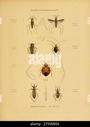 Les insectes, Paris, J. Rothschild, 1878, classement, entomologie, insectes, manuels de laboratoire, hémiptères, héteroptères, arthropode, arthropode, Une illustration détaillée présentant diverses espèces dans l'ordre des hémiptères, communément appelées vrais bugs. La composition comprend des représentations étiquetées d'insectes tels que Belostoma, Cimex lectularius (punaise de lit) et Acanthosoma, ainsi que des caractéristiques anatomiques et des structures associées. Chaque spécimen est rendu avec précision, mettant en évidence des caractéristiques uniques telles que les antennes, les ailes et les schémas corporels, fournissant un aperçu complet de l'entomolog Banque D'Images