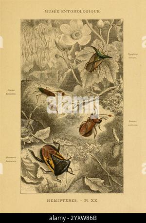 Les insectes Paris J. Rothschild 1878 classification entomologie insectes manuels de laboratoire Arthropoda arthropode, une illustration mettant en valeur diverses espèces d'hémiptères, exposées en évidence dans un cadre naturel. L'œuvre présente des représentations détaillées d'insectes, y compris un grand coléoptère saisissant placé en évidence au centre. Autour de lui se trouvent des insectes plus petits, chacun étiqueté pour l'identification. L'arrière-plan comprend des éléments de feuillage et de flore, ajoutant du contexte à l'habitat de ces créatures. Cette pièce sert de représentation éducative de la diversité entomologique, élevée Banque D'Images