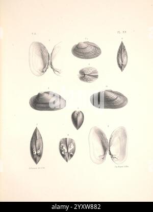 Malacologie de l'Algérie, ou, histoire naturelle des animaux mollusques terrestres et fluviatiles recueillis jusqu'à ce jour dans nos possessions du nord de l'Afrique, Paris, Challamel aîné, 1864, Algeria, mollusques, fossile de mollusques, l'illustration présente une série de représentations détaillées de divers types de coquilles, disposées dans un plan systématique pour l'étude comparative. Chaque coque est numérotée, présentant des formes, des tailles et des caractéristiques structurelles distinctes. La composition globale met en évidence la diversité des coquilles de mollusques, y compris les formes symétriques et asymétriques. Les étiquettes indiquent Banque D'Images