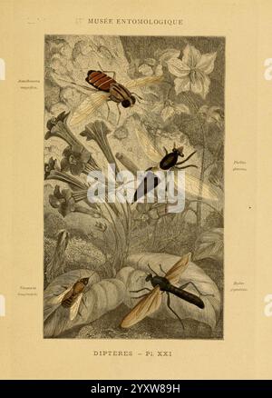 Les insectes Paris J. Rothschild 1878 classification entomologie insectes manuels de laboratoire Arthropoda arthropode, l'illustration représente une collection de divers insectes, mettant en vedette des espèces telles que l'Amphipyra tragopogonis, Dialeurodes, et d'autres, soigneusement positionnées parmi un fond d'éléments botaniques détaillés. Chaque insecte est rendu avec précision, mettant en valeur des caractéristiques et des textures délicates. Le feuillage environnant met en valeur l’habitat naturel de ces espèces, avec des fleurs et des feuilles stylisées qui fournissent un contexte à leur environnement écologique. Le titre ''Musée en Banque D'Images