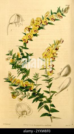 Curtis's Botanical Magazine, Londres, New York, illustration botanique, botanique, périodiques, œuvres picturales, plantes ornementales, Curtis, Australie, Tasmanie, Walter Hood Fitch, Bossiaea tenuicaulis, Bossiaea cinerea, Tasmanie, une illustration botanique avec un amas vibrant de fleurs jaunes orné de marques rouges, caractéristiques de l'espèce. Les fleurs sont disposées le long d'une tige verte mince, mettant en valeur leur structure complexe de pétales. Autour de l'arrangement floral central sont des dessins détaillés de parties de fleurs, y compris des bourgeons et des pétales, fournissant une vue complète du p Banque D'Images
