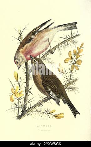 Oiseaux sauvages familiers Londres, New York, Cassell, 1883, oiseaux, dictionnaires, oeuvres picturales, linnets, Acanthis cannabina, Carduelis cannabina, Eurasian Linnet, Eliza Turck, femmes en science, ornithologie, Walters Waysland, Eliza Turck,, deux linnets sont illustrés au milieu d'un feuillage délicat en toile de fond. L'oiseau supérieur présente une poitrine rose douce, contrastée par des tons clairs sur ses ailes et son dos, tandis que l'oiseau inférieur est orné de teintes brunes et terreuses, mettant en valeur de subtiles taches. Tous deux sont perchés sur une branche ornée de fleurs jaunes en herbe, apportant une touche de dynamisme à la composition sereine. Th Banque D'Images