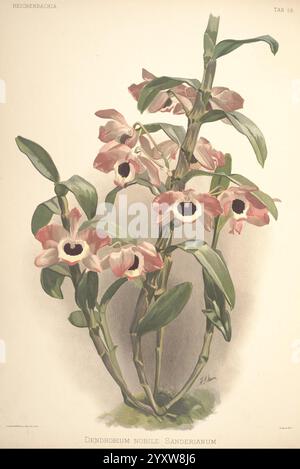 Reichenbachia, créé Albans, London, New York, F. Sander & Co, Orchid Growers & Importers, H. Sotheran & Co, I. Forstermann, 1888-1890, Orchidaceae, Henry Frederick Conrad Sander, Orchids, Botany, Flowers, Taxonomy : Family= Orchidaceae, Henry George Moon, Dendrobium Nobile, Dendrobium Nobilesanderianum, Un arrangement magnifiquement illustré d'orchidées de Dendrobium nobile Sanderianum, mettant en valeur de délicates fleurs roses avec des pétales veloutés et des centres sombres saisissants. La composition comporte plusieurs tiges avec des feuilles vertes luxuriantes, améliorant l'élégance des fleurs. Chaque fleur est subtilement détaillée Banque D'Images