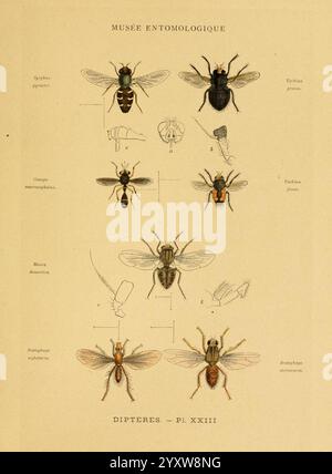 Les insectes Paris, J. Rothschild, 1878, classification, entomologie, insectes, manuels de laboratoire, arthropodes, arthropodes, illustration présentant diverses espèces d'insectes diptères, communément appelés mouches. La composition comprend des dessins détaillés de différents spécimens, étiquetés avec leurs noms scientifiques. Chaque insecte est représenté avec une attention particulière aux caractéristiques anatomiques, soulignant leurs caractéristiques distinctives. L'arrangement présente une variété de formes, y compris des vues latérales et de dessus, soulignant la diversité au sein de la famille des diptères. Cette représentation éducative sert de re Banque D'Images