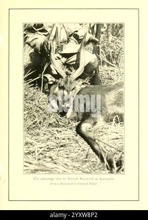 Sentiers de chasse africains, 1910, chasse, Ouganda, description et voyage, Afrique de l'est, la scène représente un sitatunga récemment chassé gisant sur le sol, ses bois étant bien en vue. En arrière-plan, une figure est vue assise, tenant un fusil, vêtue d'une tenue traditionnelle, indiquant un contexte culturel ou historique. L'environnement environnant se compose de hautes herbes et de feuillage naturel, suggérant un cadre sauvage. Une légende indique que le sitatunga a été abattu par Kermit Roosevelt à Kampalla, crédité du travail d'Edmond Heller. L'image capture un moment de l'histoire de la chasse, reflectine Banque D'Images