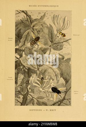 Les insectes Paris, J. Rothschild, 1878. Classification entomologie insectes manuels de laboratoire arthropode Tachina grossa CONOPS vesicularis Gasterophilus intestinalis Tabanus bovinus estrus equi hs insecte, illustration tirée d'une publication scientifique intitulée ''Musée entomologique', portant spécifiquement sur les diptères, ou mouches. Il présente diverses espèces de mouches interagissant avec les plantes. La composition présente des éléments botaniques détaillés, y compris des feuilles et des fleurs, soulignant les relations complexes entre ces insectes et leur environnement. L'illustration inclut labe Banque D'Images