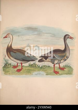 Illustrations de l'ornithologie américaine d'Alexander Wilson et Charles Lucien Bonaparte, Édimbourg, Frazer & Co, 1835. Oiseaux, oies, États-Unis, Amérique du Nord, sauvagine, Alexander Wilson, taxonomie : Family= Anatidae, Anseriformes, œuvres picturales, Anser albifrons, Charles Lucien Bonaparte, plus grande oie à front blanc, Une paire de sauvagine se tient gracieusement sur une parcelle d'herbe près d'un plan d'eau serein. Sur la gauche, un canard au corps lisse et arrondi affiche un plumage élégant avec des nuances de brun, vert et crème, complétées par des pattes rouges frappantes et un bec rouge distinct. L'oiseau o Banque D'Images