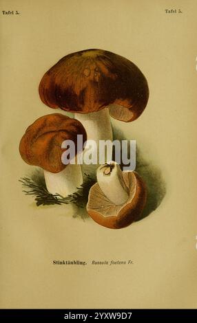 Die Giftpflanzen Deutschlands. Braunschweig, F. Vieweg, 1910, Allemagne, plantes toxiques,, cette illustration présente un groupe de champignons connu sous le nom de Russula foetens, communément appelé la russula puante. Les champignons présentent un riche chapeau brun rougeâtre avec une texture lisse, contrastant avec leurs tiges blanches et robustes. Un champignon plus petit est placé bien en évidence au premier plan, mettant en valeur son capuchon ouvert, révélant sa structure interne. Autour des champignons se trouve une parcelle de vert, suggérant un cadre naturel de forêt. La composition globale met en évidence les caractéristiques uniques Banque D'Images