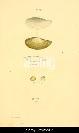 American Marine Conchology Philadelphia : imprimé pour l'auteur 1831. Mollusques United States Women in Science, l'illustration montre une étude détaillée de diverses espèces du genre Nucula, représentant leurs formes et structures de coquille distinctes. Disposée verticalement, la partie supérieure présente des coques allongées symétriques présentant des motifs et des lignes variables, tandis que la partie inférieure présente des exemples plus petits et arrondis. Chaque coquille est méticuleusement rendue pour mettre en évidence ses caractéristiques uniques, y compris les nuances de texture et de forme, fournissant une référence visuelle claire pour la diversité au sein de la coquille Banque D'Images