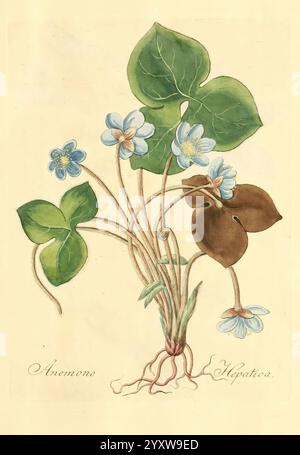 Flora Medica, oder, Abbildung der wichtigsten officinellen Pflanzen, Iéna, August Schmid, 1831 [i.e. 1829-1831], plantes médicinales, le jardin botanique de New York, œuvres picturales, Une illustration botanique mettant en scène un groupe de délicates plantes à fleurs. Les feuilles vertes luxuriantes sont en forme de cœur, présentant diverses nuances et veines proéminentes. Parmi le feuillage, de petites fleurs bleu pâle fleurissent, chacune avec cinq pétales et une subtile gradation de couleur. À la base, les gousses de graines arrondies présentent une riche teinte brune, contrastant avec la verdure vibrante ci-dessus. La composition est méticuleusement détaillée, avec atte Banque D'Images