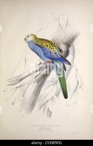 Illustrations de la famille des Psittacidae, ou perroquets, Londres, publié par E. Lear, 1832, perroquets, œuvres picturales, Edward Lear, Edward Lear, ornithologie, oiseaux, Une perruche colorée perchée gracieusement sur une branche, mettant en valeur son plumage vibrant avec des nuances de bleu, jaune et vert. Les marques distinctives de l'oiseau, dont une couronne jaune-vert vif et une longue queue élégante, soulignent sa beauté et son caractère unique. Entourant la perruche, des feuilles délicates ajoutent une touche naturelle, créant une scène sereine et vivante. L'étiquette en bas note le nom de l'espèce, soulignant le CH exotique de l'oiseau Banque D'Images