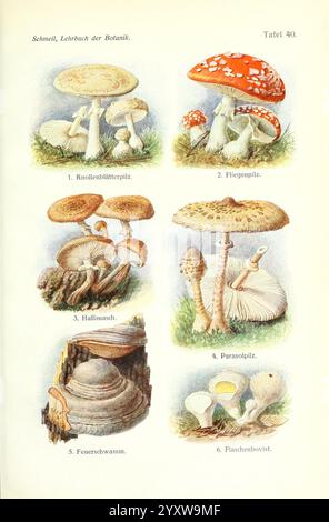 Lehrbuch der Botanik Leipzig quelle & Meyer 1911 botanique amanita taxonomie : kingdom= Fungi taxonomy : phylum= Basidiomycota taxonomie : class= Agaricomycetes agaricales taxonomie : Family= Amanitaceae amanita grüner Knollenblätterpilz deathcap l’amanite phalloïde muchomůrka Zelená タマゴテングタケ groene knolamaniet muchomor zielonawy sromotnikowy kavalakärpässieni lömsk flugsvamp Grøn flugsvamp galóca fluesvamp muchomůrka Červená fluesvamp kärbseseen mouchagna muchagna ou ベニテングタケ mojòla fòla mouchagone rdeča mušnica mouchagna muchagna mouchagoue mouchagna ou mouchagna Banque D'Images