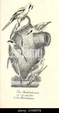 Die Naturgeschichte in getreuen Abbildungen und mit ausführlicher Beschreibung derselben. Leipzig, BEI Eduard Eisenach, 1835. Oiseaux, œuvres picturales, l’illustration présente quatre oiseaux perchés autour d’un nid naturaliste fait de brindilles et d’herbe, artistiquement positionné sur une base ornée. La représentation détaillée présente les oiseaux dans différentes poses, mettant en évidence leurs caractéristiques délicates et les textures de leur plumage. Le nid, avec sa conception complexe, se fond parfaitement dans la scène, soulignant le lien entre les oiseaux et leur habitat. Sous l'illustration, un INS Banque D'Images