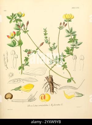 Icones florae Germanicae et Helveticae, simul Pedemontanae, Tirolensis, Istriacae, Dalmaticae, Austriacae, Hungaricae, Transylvanicae, Moravicae, Borussicae, Holsaticae, Belgicae, Hollandicae, ergo Mediae Europae. Lipsiae, F. Hofmeister 1834-1912. v. 1, 1850, Europe, œuvres picturales, plantes, L'illustration présente une étude botanique du Lotus corniculatus, communément connu sous le nom de trèfle de pied d'oiseau. Des rendus détaillés mettent en valeur la structure élancée et ramifiée de la plante ornée de fleurs jaune vif et de grappes de feuilles. Autour du diagramme principal de l'usine sont des études supplémentaires, y compris Banque D'Images