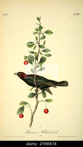 Les oiseaux d'Amérique, New York, J.B. Chevalier, 1840-1844, oiseaux, Amérique du Nord, John James Audubon, œuvres picturales, Euphagus cyanocephalus, oiseau noir de Brewer, Euphage, Un oiseau vibrant orné d'un riche plumage, avec une combinaison frappante de verts profonds et de subtiles notes de Bordeaux, est représenté suspendu à l'envers sur une branche mince. La branche est ornée de feuilles vertes luxuriantes et de fruits rouges vifs qui ajoutent une touche de couleur à la composition. Le bec pointu de l'oiseau est prêt, suggérant qu'il est prêt à se nourrir du fruit ou à observer son environnement. La présentation générale met en évidence Banque D'Images
