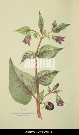 Fleurs du champ Londres, Society for Promoting Christian Knowledge, 1911. Grande-Bretagne, plantes, botanique, fleur, fleurs, Deadly Nightshade, Atropa Belladonna, Une illustration botanique représentant la plante connue sous le nom de Deadly Nightshade, ou Belladonna. Le rendu détaillé met en valeur ses feuilles allongées et brillantes et ses fleurs violettes en forme de cloche, délicatement perchées sur des tiges minces. L'illustration présente également de petites baies noires brillantes regroupées près de la base de la plante. L'étiquette ''Fig. 47.jpg,' indiquant sa position dans une collection plus grande. Le over Banque D'Images