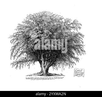 Les arbres d'Amérique. Boston, W. White [1855-58], arbres, États-Unis, illustration détaillée d'un grand arbre avec une vaste canopée, montrant la complexité de ses feuilles et de ses branches. Le tronc est représenté avec un motif texturé, soulignant sa force et son âge. Les branches s'étendent largement, présentant une cime d'arbre luxuriante et arrondie qui suggère un environnement naturel florissant. Dans le coin, une bannière décorative ajoute un contexte historique ou un titre, améliorant la composition globale. Le souci du détail dans le feuillage et l'écorce reflète une profonde appréciation de la beauté naturelle et botan Banque D'Images