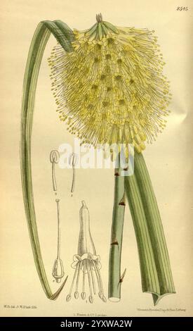 Curtis's Botanical magazine, Londres, New York, illustration botanique, botanique, périodiques, œuvres picturales, plantes ornementales, Curtis, l'illustration présente une étude botanique d'une plante à fleurs, mettant en vedette une pointe proéminente de fleurs jaunes regroupées étroitement ensemble, créant un aspect moelleux. À droite, des dessins détaillés des structures reproductrices de la plante sont présentés, y compris les étamines et le pistil, soulignant la conception complexe de chaque composant. De longues feuilles vertes minces s'étendent à partir de la base, contribuant à la composition globale. Cette œuvre illustre le beau Banque D'Images