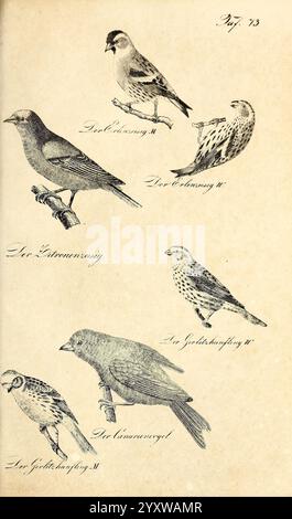 Die Naturgeschichte in getreuen Abbildungen und mit ausführlicher Beschreibung derselben Leipzig, BEI Eduard Eisenach, 1835 oiseaux, œuvres picturales, une illustration avec divers oiseaux, chacun soigneusement rendu avec une attention aux détails. L'image comprend cinq espèces Banque D'Images