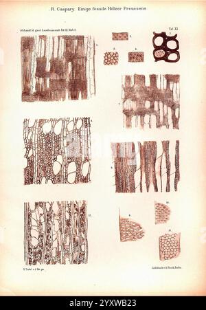 Abhandlungen zur geologischen Specialkarte von Preussen und den Thüringischen Staaten, Berlin, Neumann'schen Kartenhandlung, 1872-, géologie, Allemagne, périodiques, Prusse, Thuringe, microscopie, cette illustration montre plusieurs études détaillées de sections de bois fossilisées, mettant en valeur diverses structures et motifs cellulaires. Chaque section est étiquetée avec des lettres, indiquant différents types d'anatomie du bois. Les illustrations mettent en évidence les arrangements complexes des vaisseaux, des fibres et des cellules de parenchyme, soulignant la diversité et la complexité des tissus végétaux. Ce travail reflète un e scientifique Banque D'Images