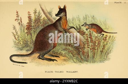 A hand-book to the marsupialia and monotremata London, E. Lloyd, 1896. Marsupiaux monotremes Macropus ualabatus Macropus ualabatus wallaby à queue noire NSW VIC Australia Wallabia bicolor Swamp wallaby Wallabia bicolor Richard Lydekker, Un wallaby à queue noire est représenté dans un cadre naturel. Le wallaby plus grand, debout sur ses pattes arrière contre un arbre, présente ses caractéristiques distinctives avec des membres forts et une longue queue. À proximité, un wallaby plus petit semble sauter ou explorer le sol, ajoutant une sensation de mouvement et de vivacité à la scène. L'arrière-plan comprend une végétation luxuriante, feat Banque D'Images