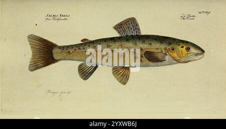 D. Marcus Elieser Bloch's, ausübenden Arztes zu Berlin. Atlas. Berlin, Auf Kosten des Verfassers, und in Commission in der Buchhandlung der Realschule, 1783-1785, poissons, Allemagne, ichtyologie, œuvres picturales, saumon, fario., l'illustration présente une représentation détaillée d'un poisson, en particulier une espèce connue sous le nom de Salmo fario, communément appelée truite brune. Il présente des motifs d'échelle vibrants avec un mélange de teintes terreuses, y compris des nuances de vert et de jaune, orné de taches rouges et noires distinctives le long de son corps. Le poisson est représenté dans une vue latérale, mettant en évidence son allongement Banque D'Images