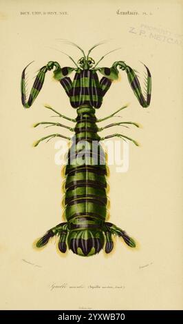 Dictionnaire universel d'histoire naturelle, v. 3 1849 Atlas Zoologie-Botanique Paris, 1847-1849 dictionnaires bibliothèques d'histoire naturelle squilla histsciart invertébrés marins mantis crevette dailysciart zebra mantis crevette lysiosquillina maculata, cette illustration présente une représentation détaillée d'un crustacé marin, plus précisément l'espèce *Squilla mantis*. L'organisme est montré dans une vue de haut en bas, mettant en évidence son corps allongé segmenté en thorax et abdomen, orné de motifs distinctifs et de couleurs vibrantes. Les grands yeux composés sont proéminents, et les griffes puissantes, qui le sont Banque D'Images
