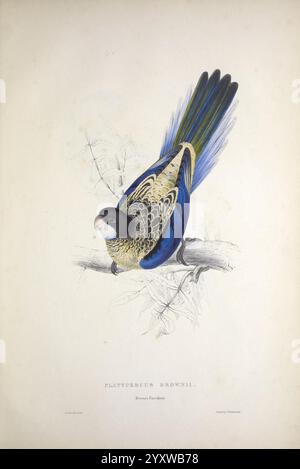 Illustrations de la famille des Psittacidae, ou perroquets, Londres, publié par E. Lear, 1832, perroquets, œuvres picturales, Edward Lear, ornithologie, oiseaux, Un oiseau magnifiquement illustré perché sur une branche, présentant un plumage vibrant avec des nuances saisissantes de bleu, vert et jaune. L'oiseau a des motifs de plumes complexes, en particulier sur ses ailes et le dos, et une coloration distincte sur sa tête. Son bec est court et robuste, idéal pour la recherche de nourriture. Le feuillage environnant est légèrement esquissé, ajoutant un contexte naturel à la scène. L'illustration est étiquetée avec le nom de l'espèce, ''Platycercus adornus, Banque D'Images