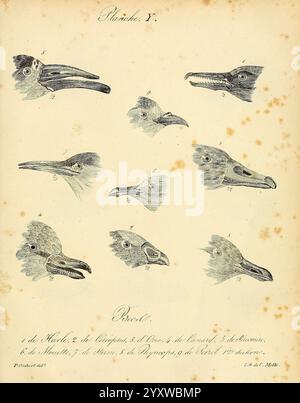 La galerie des oiseaux, Paris, Carpentier-Méricourt, 1834, oiseaux, œuvres picturales, l'illustration présente une série de dessins anatomiques détaillés représentant divers crânes et becs aviaires. Chaque image est étiquetée avec des annotations numériques, montrant la diversité de structure et de forme parmi les différentes espèces d'oiseaux. Les dessins mettent en évidence des caractéristiques telles que la courbure du bec, la longueur du crâne et les proportions globales, donnant un aperçu des adaptations fonctionnelles de ces oiseaux à leurs habitudes alimentaires. L'arrangement suggère une étude comparative visant à comprendre Banque D'Images