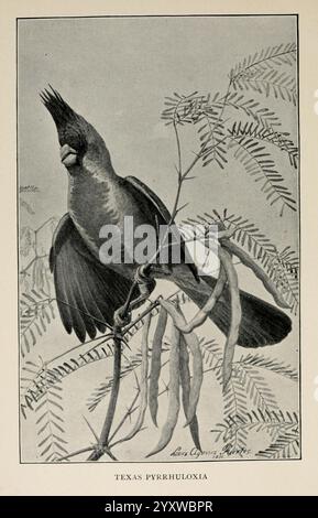 Handbook of Birds of the Western United States, Boston, Houghton, Mifflin and Company, 1902, Birds, West US, Louisa Agassiz Fuertes, Woods Hole, Un Texas Pyrrhuloxia perché gracieusement sur une branche entourée de gousses allongées. L'oiseau présente une crête distincte et des traits angulaires, son plumage détaillé avec des variations subtiles, soulignant sa pose élégante. Le feuillage environnant contribue au cadre naturel, avec des feuilles délicates encadrant la scène, soulignant la beauté de cette espèce distinctive. Une légende ci-dessous identifie l'espèce comme ''Texas Pyrrhuloxia. Banque D'Images