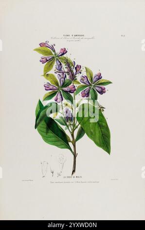 Flore d'Amérique, Paris, Gihaut 1843-1846, America, oeuvres picturales, plants, Une illustration botanique délicate mettant en vedette une plante à fleurs avec des fleurs violettes vibrantes regroupées le long d'une tige mince. Les feuilles sont larges et brillantes, encadrant magnifiquement les fleurs. La représentation détaillée met en évidence la structure complexe des pétales et la forme unique de la plante, accompagnée de croquis subtils de caractéristiques supplémentaires sous l'illustration principale. La composition globale transmet un sentiment de précision scientifique tout en célébrant la beauté de la nature. Banque D'Images