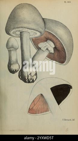 Annales de la Société des Sciences naturelles de la Charente-maritime, la Rochelle, Muséum d'histoire naturelle, périodiques, science, L'illustration présente une variété de champignons, soulignant leurs caractéristiques distinctives. Au premier plan, deux champignons présentent des chapeaux arrondis, l'un avec un sommet légèrement convexe et une surface lisse, tandis que l'autre présente une forme bulbeuse plus prononcée. Les branchies d'un champignon sont visibles, montrant des structures fines et délicates sous le chapeau, qui font allusion aux organes producteurs de spores. Sur le côté, un troisième champignon présente un capuchon ouvert révélant son t intérieur Banque D'Images