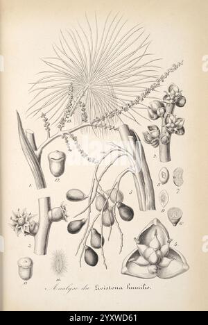 L'illustration horticole, Gand, Belgique, imprimerie et lithographie de F. et E. Gyselynck, 1854-1896, floriculture, jardinage, serres, horticulture, périodiques, cette illustration met en valeur les détails botaniques de Livistona humilis, mettant en évidence les différentes étapes de la croissance de la plante. Il présente des frondes de palmier élancées avec des feuilles en éventail, accompagnées de grappes de fruits. La composition comprend des parties étiquetées qui identifient différentes caractéristiques de la plante, telles que des fleurs, des graines et des structures foliaires uniques. Le travail en ligne complexe souligne la nature délicate de l'anatomie de la plante, prov Banque D'Images