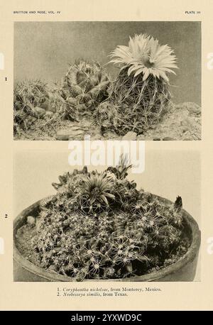 Les Cactaceae, Washington, Carnegie institution of Washington, 1919-1923, Cactaceae, classification, œuvres picturales, cette illustration présente deux espèces distinctes de cactus. La section supérieure présente *Coryphantha nicholsi*, connue pour ses fleurs frappantes, qui fleurissent bien au milieu de son corps épineux et arrondi. Ci-dessous, *Mammillaria spinosissima* est exposé, caractérisé par son arrangement dense d'épines et de amas de fleurs, le tout niché dans un pot décoratif. Chaque espèce met en valeur la beauté diversifiée et les adaptations uniques des cactus indigènes de différentes régions, en particulier Monterrey, M. Banque D'Images